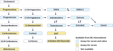 Dhea steroid pathway