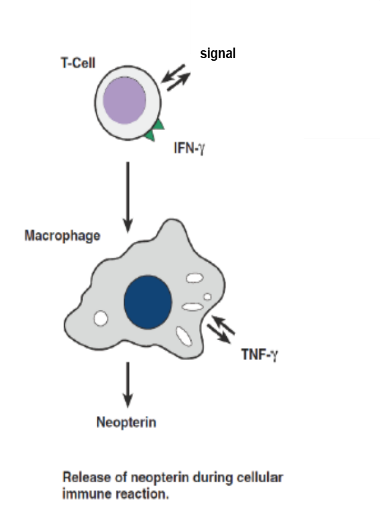 Neopterin Figure1